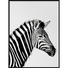 Zebra Poster50x70cm
