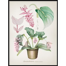 Rosenskärm Poster70x100cm