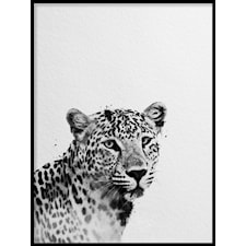 Leopard Poster30x40cm