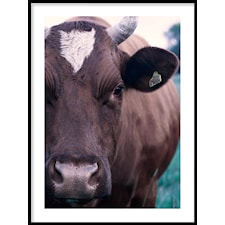 Ko Poster50x70cm