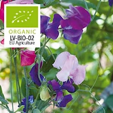 Luktärt, Spencer, bl.färger. Organic