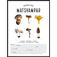Matsvampar i färg Poster30x40cm