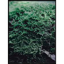 Djupt inne i skogen fyra Poster30x40cm
