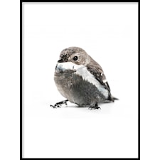 Bird landscape Poster50x70cm