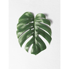 Monstera leaf Poster A4