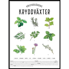 Kryddväxter i färg Poster30x40cm