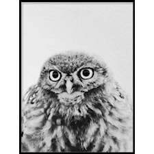 Svartvit Uggla Poster50x70cm