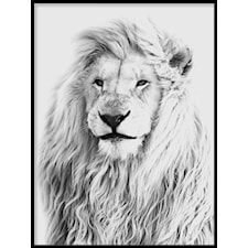 Svartvit Lejon Poster30x40cm