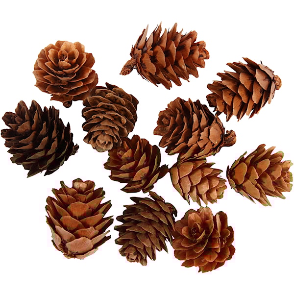 Creativ Company - Larch cones 12 pcs.