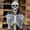 Human-size Skeleton  1.70m